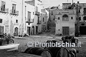 Ischia: il paesaggio del vino 13