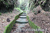 Escursioni a Ischia: dal Bosco della Maddalena a Sant'Angelo 15