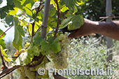 La vendemmia della famiglia Trani a San Pancrazio 15