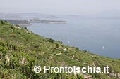 Degustazione di vini DOP (DOC e DOCG) e IGP (IGT): tour a Ischia 7